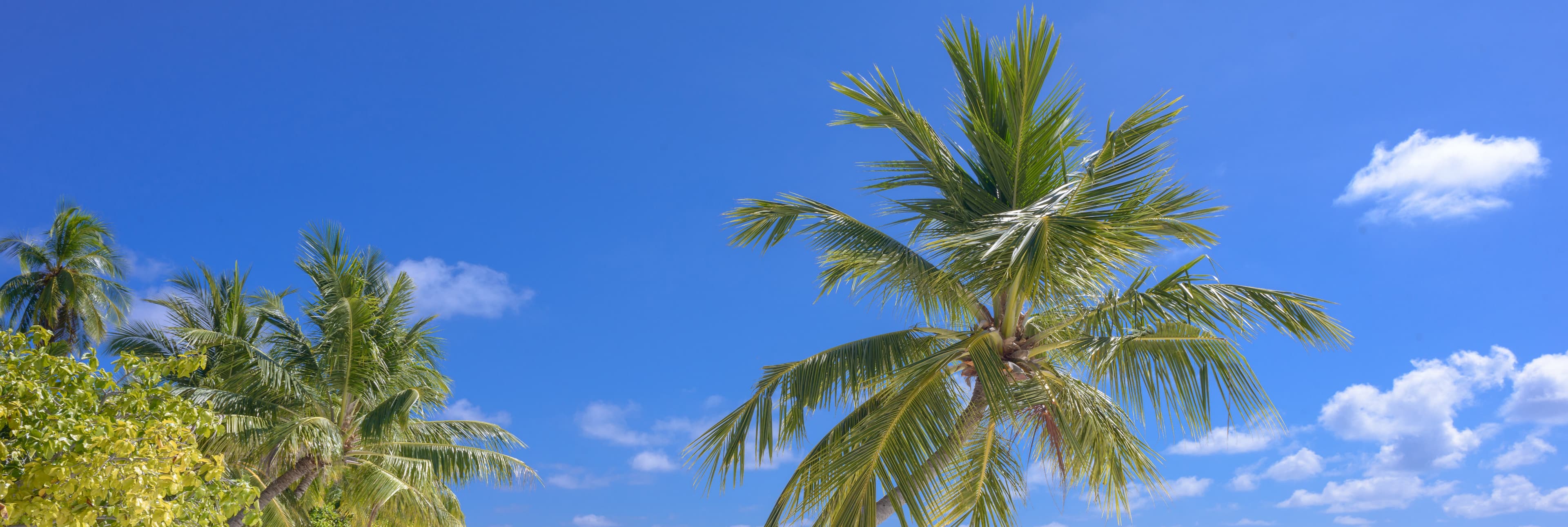 Palm trees beneath a clear blue tropical sky